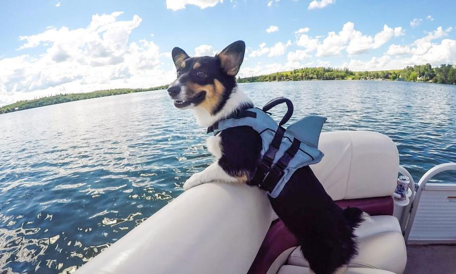 Dog with Life-jacket (PFD) in a boat