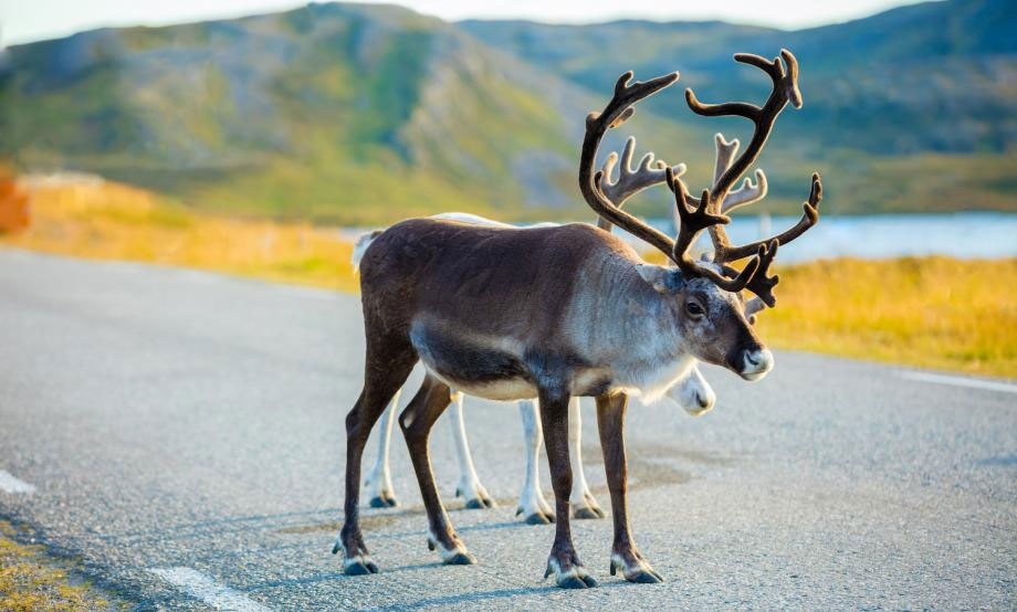 Reindeer on Road