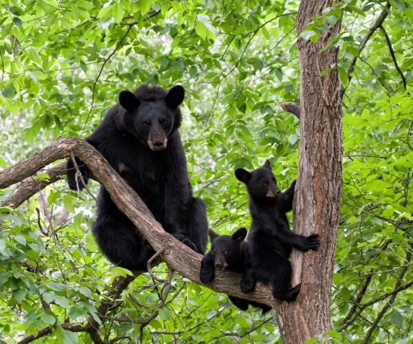 BearAwareness_2-600x500.jpg