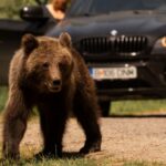 Bear-Aware_-Essential-Training-for-Calgarys-Outdoor-Advent-150x150.jpg