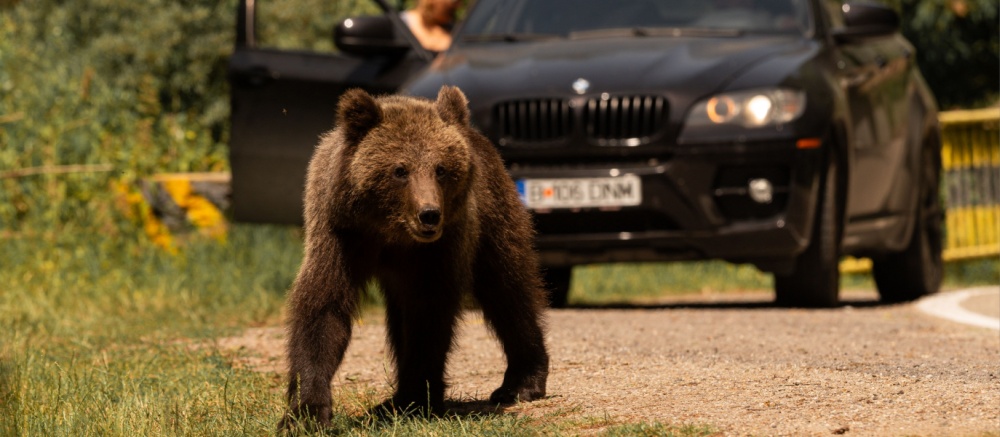 Bear Aware Essential Training for Calgary’s Outdoor Advent